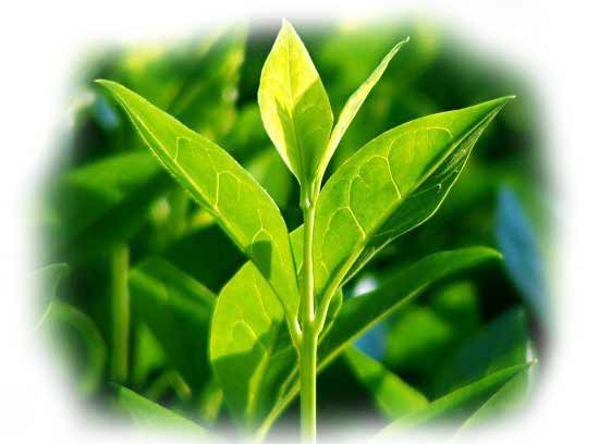 Tea Tree Sprout, tea tree oil Information